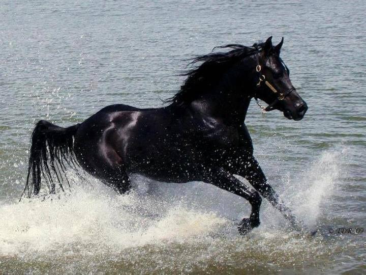 حصان أسود