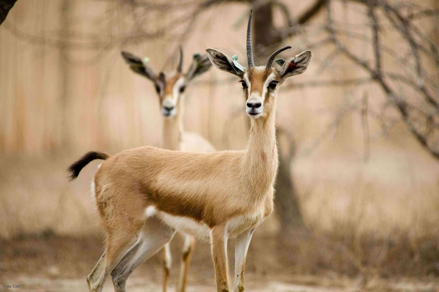 غزلان