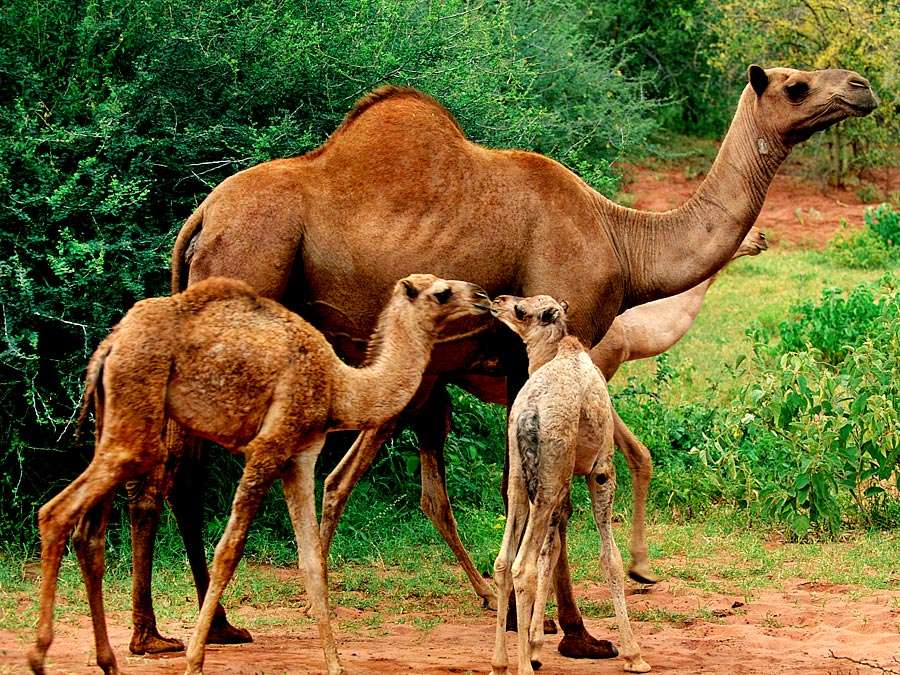 مجموعة من الإبل