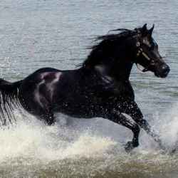 حصان أسود