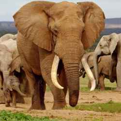 مجموعة من الفيلة